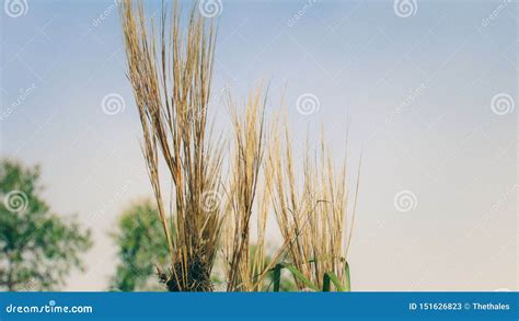 Thick Straw Like Grass