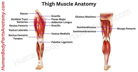 Thigh Muscle Structure