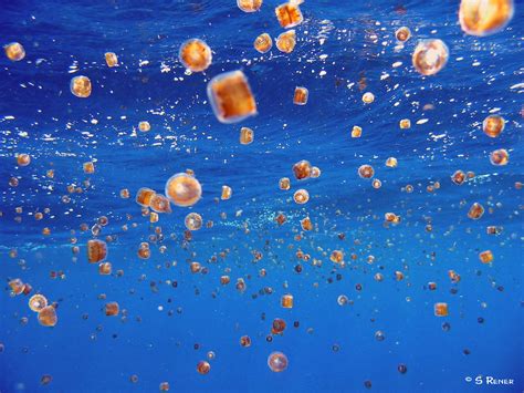 Thimble Jellyfish Adaptations