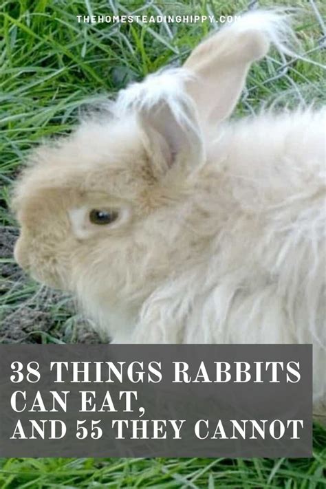 Things Rabbits Can And Cannot Eat