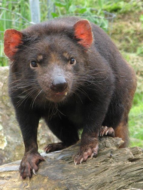 things that are tasmanian devil