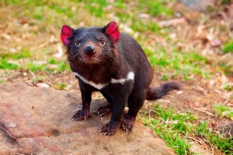 things that are unique to tasmanian devil