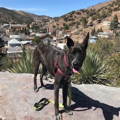 Things To Do In Bisbee Az With A Dog