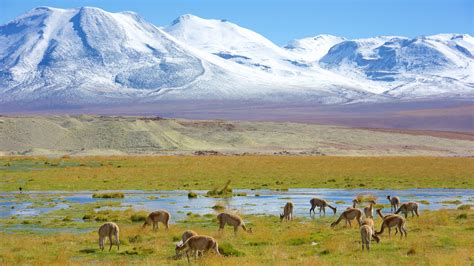 things to do in northern chile