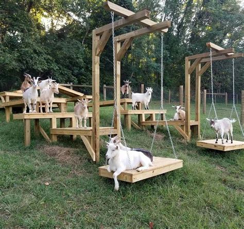 things to do with goats