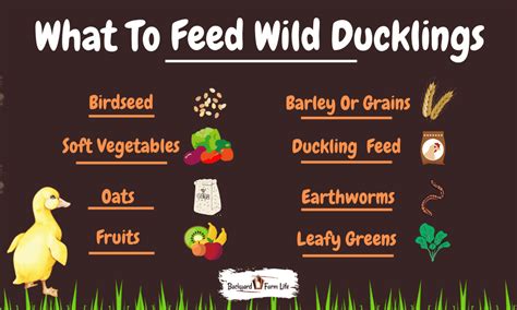 Things To Feed Ducklings