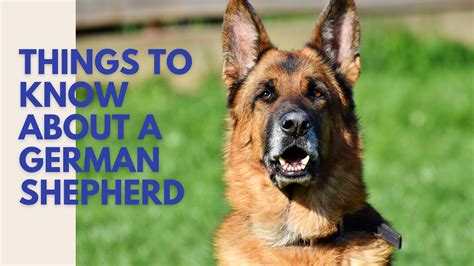 things to know about german shepherd