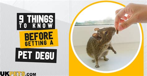 Discover 10 Insights things to know before getting a degu Essential Degu Care