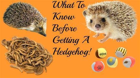 things to know before getting a hedgehog