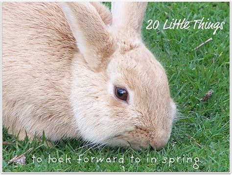 Spring Free Stock Photo Public Domain Pictures