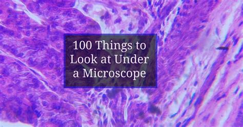 Things To Look Under A Microscope