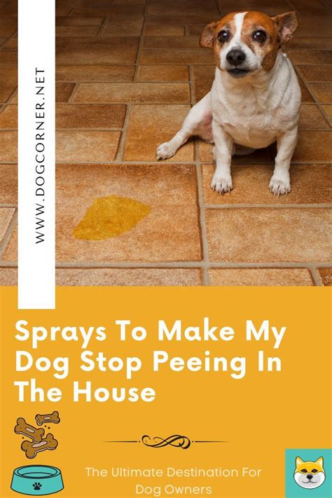 Things To Stop Dogs From Peeing In The House