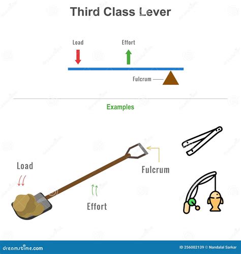 Third Class Lever Exercise Examples
