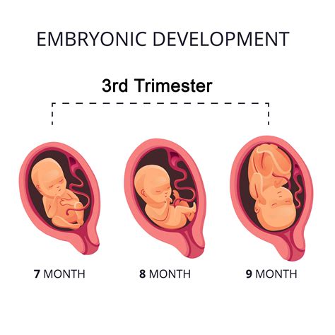 Third Trimester of Pregnancy