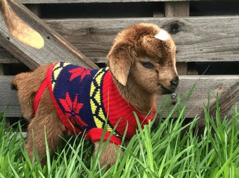 this little goat company