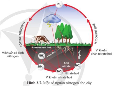 thoát hơi nước có vai trò gì đối với thực vật