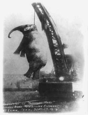 thomas edison elephant experiment