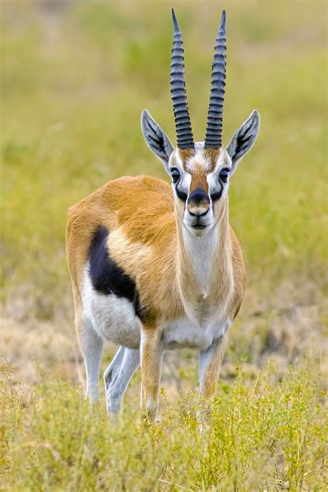 thomson gazelle animal