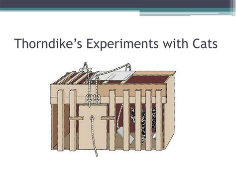 thorndike theory of learning cat experiment