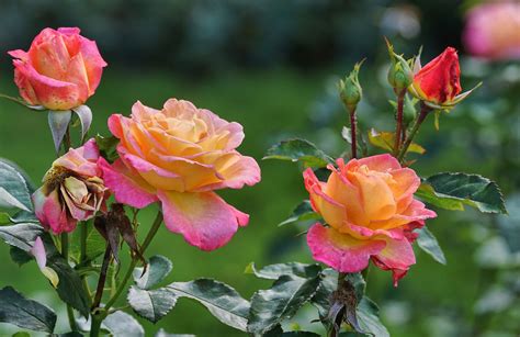 Thornless Roses: Rare Gardening Gem Found?