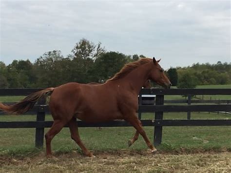 thoroughbred horses for sale in kentucky
