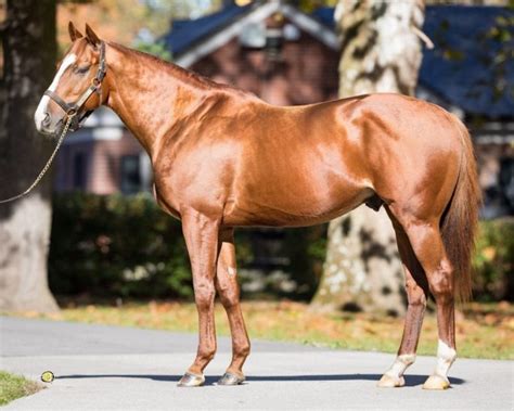 thoroughbred stallion season auctions