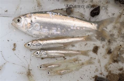 Threadfin Shad Spawn