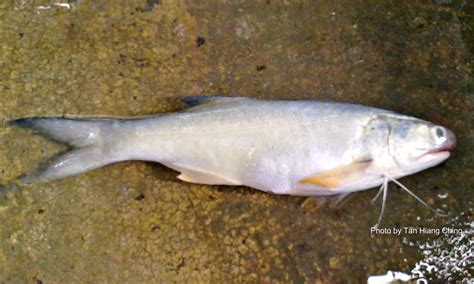 Threadfin Windev