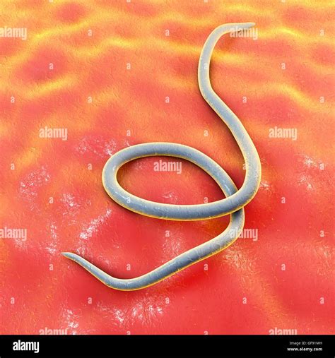 Threadworms In Animals