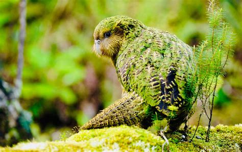 threatened animals kakapo