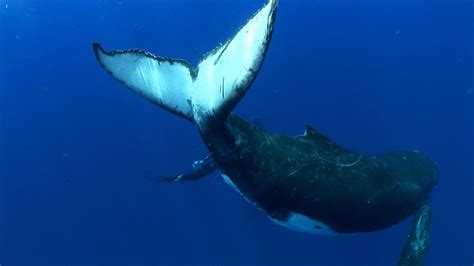threats to humpback whales