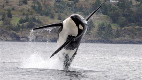 threats to killer whales
