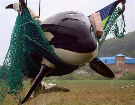 threats to killer whales from captivity