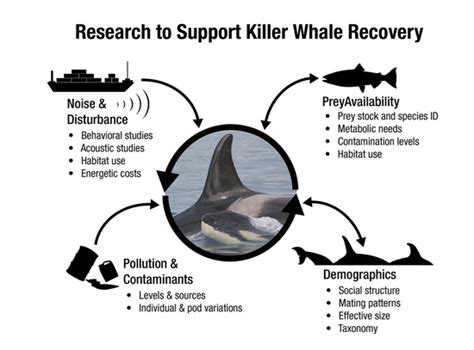 threats to killer whales from pollution