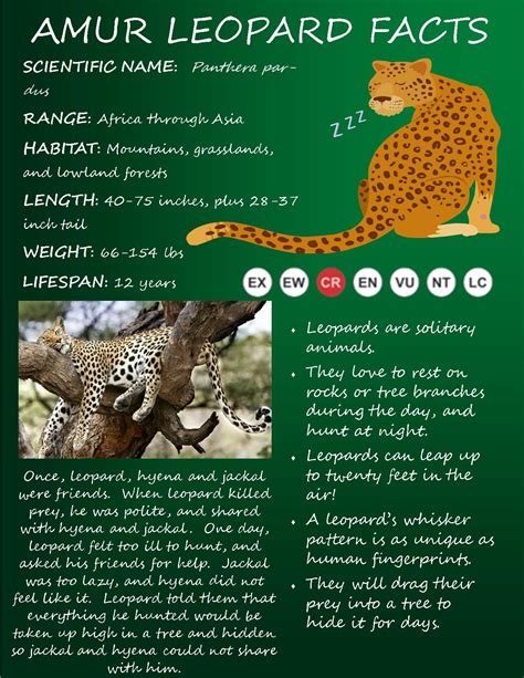 threats to leopards for kids