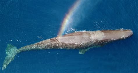 threats to sperm whales