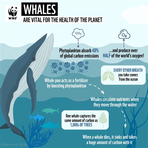 threats to whales from climate change