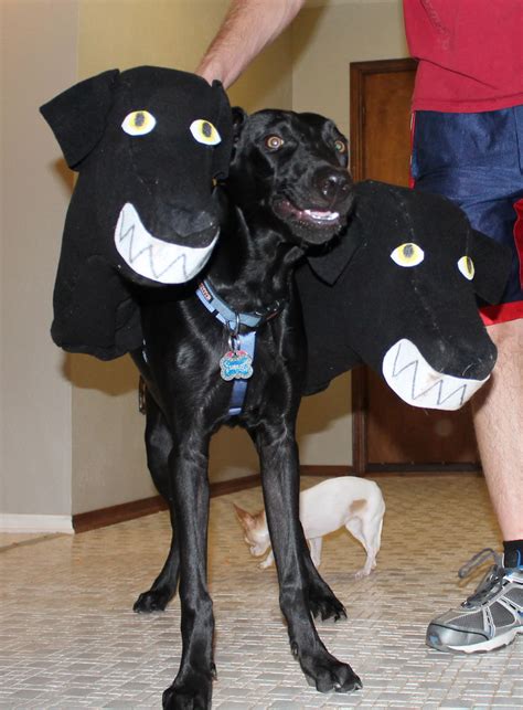 Brilliant DIY ThreeHeaded Dog Halloween Costumes LaptrinhX / News