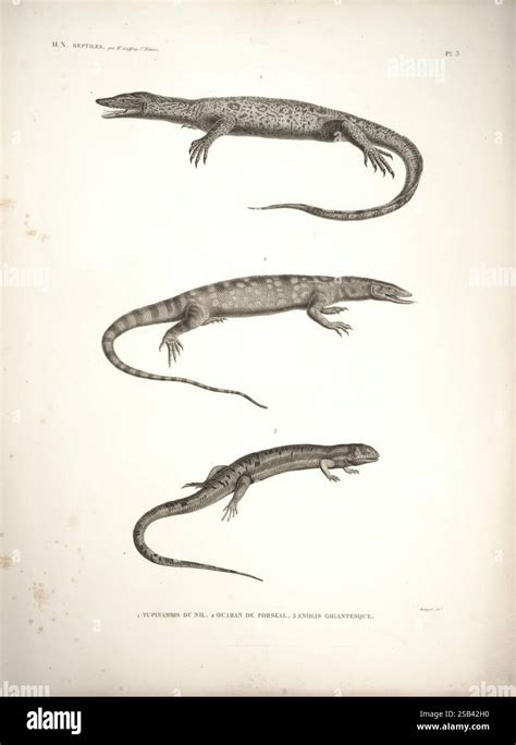 Three Adaptive Features Of Reptiles