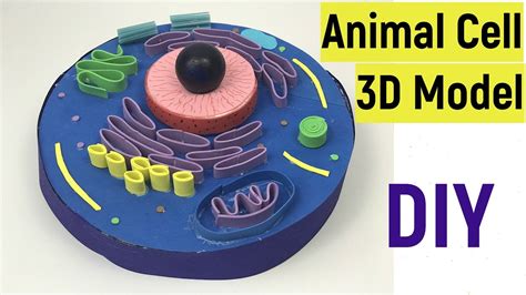 Three D Animal Cell Model