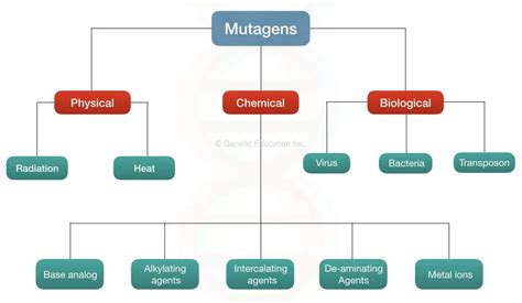 Three Examples Of Mutagens Are