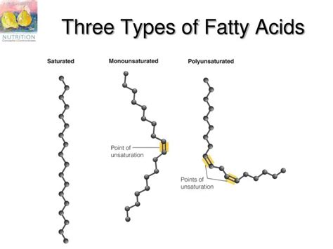 Three Main Classes Of Fatty Acids