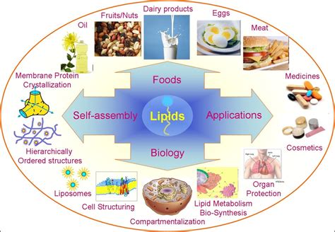 Three Main Functions Of Lipids