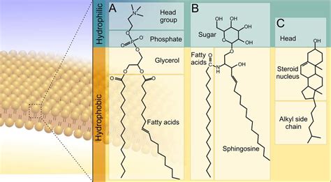 Three Major Classes Of The Lipids