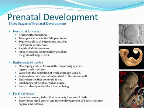 three major stages of prenatal development