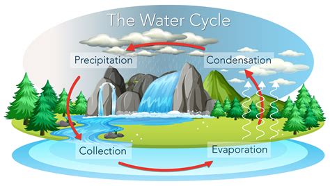 three processes of the water cycle