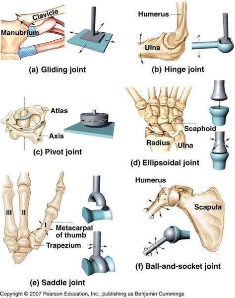 Three Types Of Hinge Joint