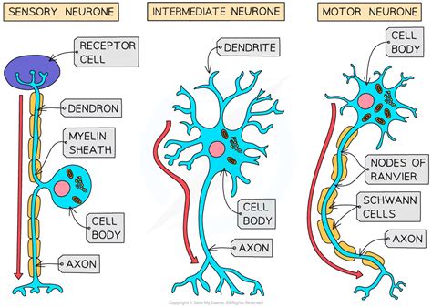 Three Types Of Neuron Models