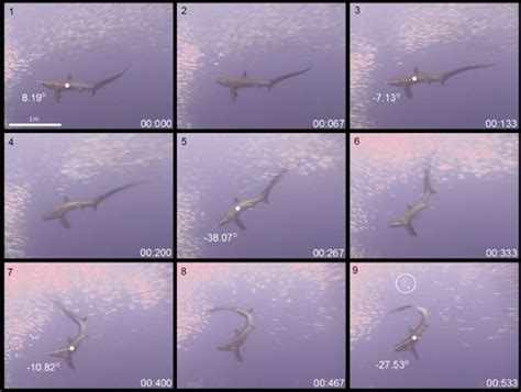 Thresher Shark Attacks