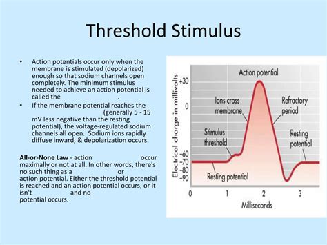 Threshold Stimulus Definition Anatomy
